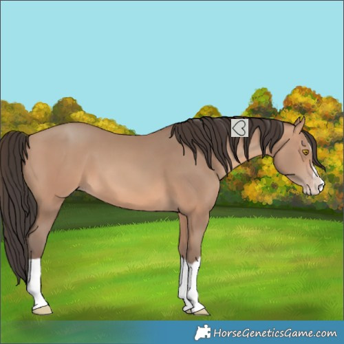 Horse Color:Amber Champagne Splash 