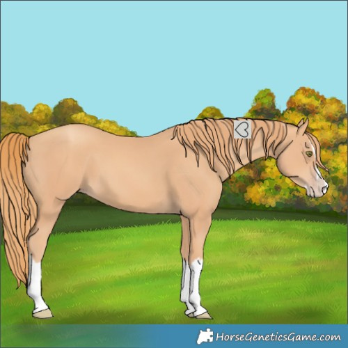 Horse Color:Gold Champagne Splash 