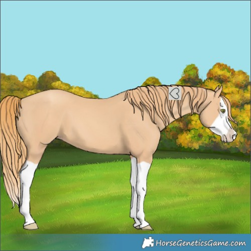 Horse Color:Gold Champagne Splash 