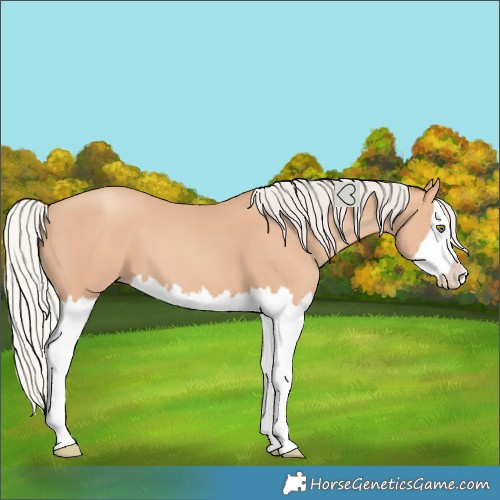 Horse Color:Silver Amber Champagne Splash 