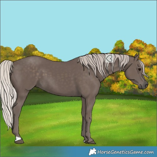 Horse Color:Silver Black 