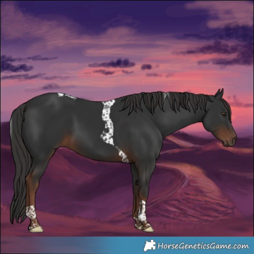 Horse Color:Liver Chestnut Tobiano 