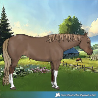 Horse Color:Liver Red Dun Tobiano Rabicano 