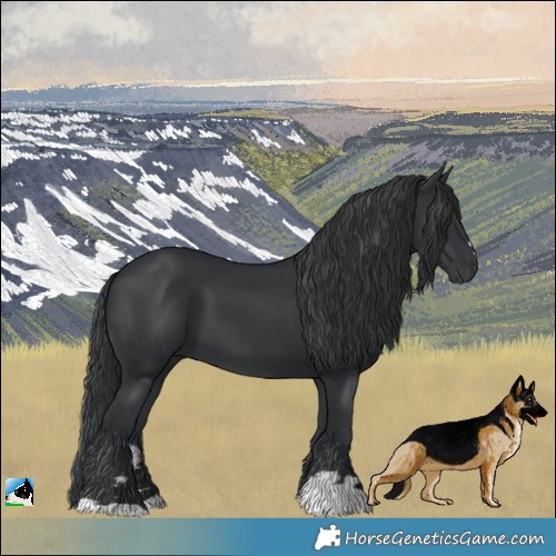 Horse Color:Black 