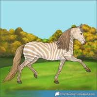 Horse Color:Gray Red Dun 