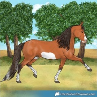 Horse Color:Bay Splash Frame 