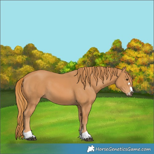 Horse Color:Chestnut 