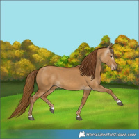 Horse Color:Gray Red Dun 