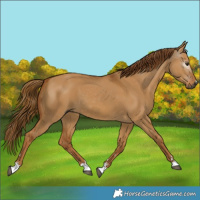 Horse Color:Gray Red Dun 
