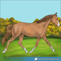 Horse Color:Chestnut 