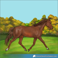 Horse Color:Chestnut 