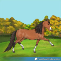Horse Color:Bay 