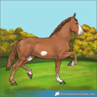 Horse Color:Chestnut Splash Frame 