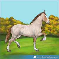 Horse Color:Red Roan Splash Frame 