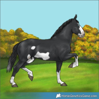 Horse Color:Black Splash Frame 