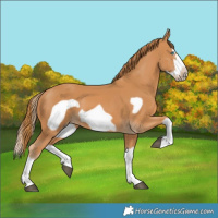 Horse Color:Chestnut Splash Frame