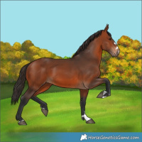 Horse Color:Bay 