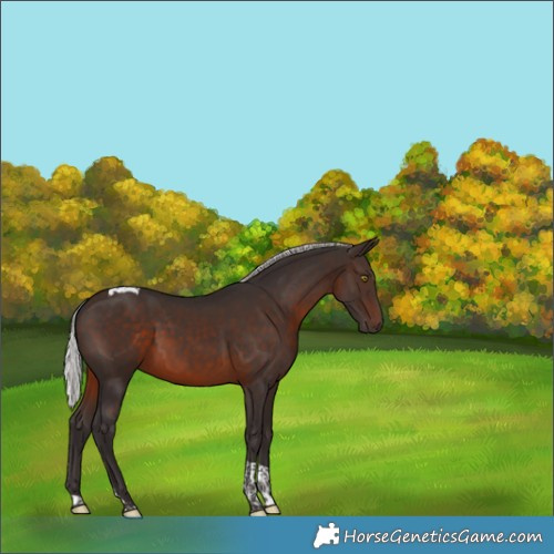 Horse Color:Silver Brown Tobiano 