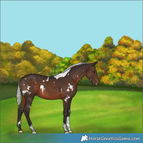 Horse Color:White Spotted Silver Brown Tobiano 