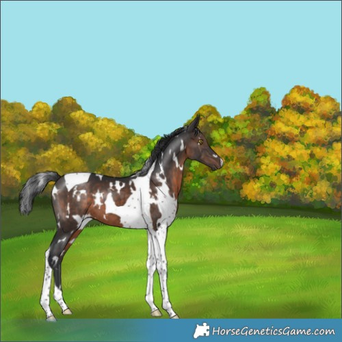 Horse Color:White Spotted Brown Tobiano