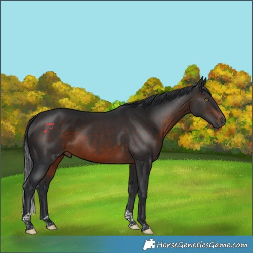 Horse Color:Brown Tobiano 