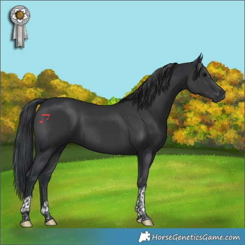 Horse Color:Black Tobiano 
