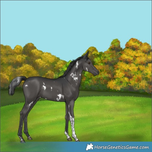 Horse Color:White Spotted Black Tobiano 