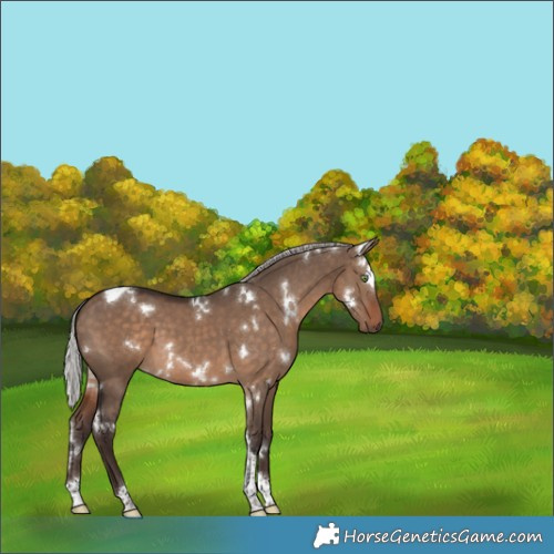 Horse Color:White Spotted Silver Brown Dun Tobiano 