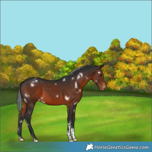 Horse Color:White Spotted Brown Tobiano Appaloosa Rabicano 