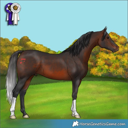 Horse Color:Brown