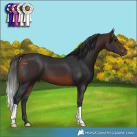 Horse Color:Brown 