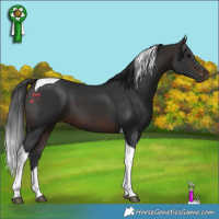 Horse Color:Brown Tobiano 