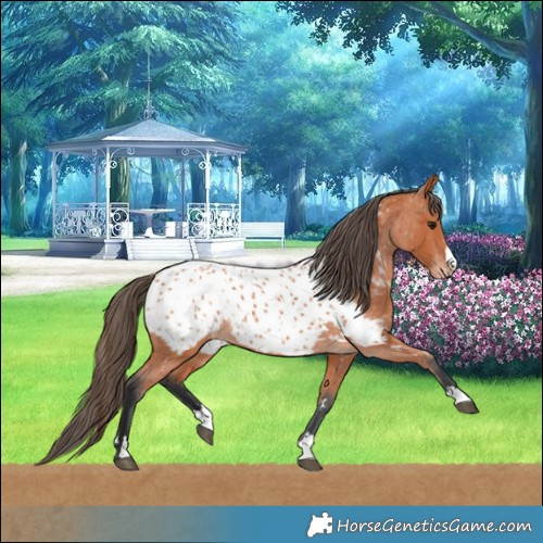 Horse Color:Bay Near Leopard 