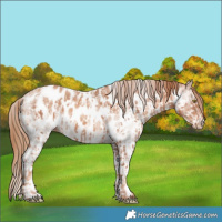 Horse Color:Gold Champagne Near Leopard  and White Spotted Gold Champagne Near Leopard 