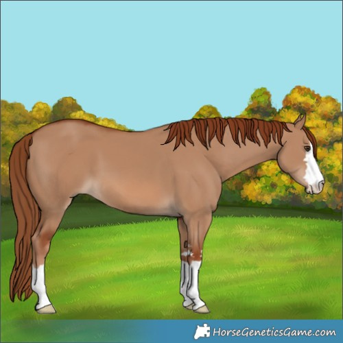 Horse Color:Red Dun 