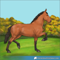 Horse Color:Bay 