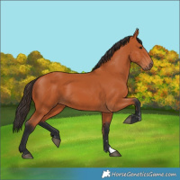 Horse Color:Bay 