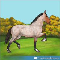 Horse Color:Bay Roan 