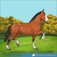 Horse Color:Bay 