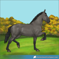 Horse Color:Grullo 