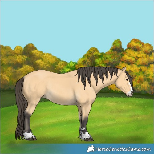 Horse Color:Buckskin Rabicano