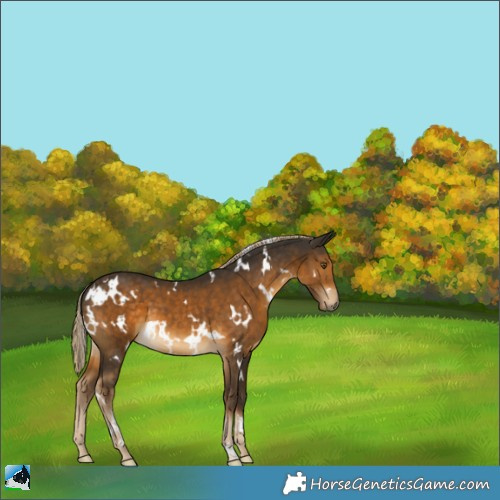 Horse Color:White Spotted Chocolate Palomino