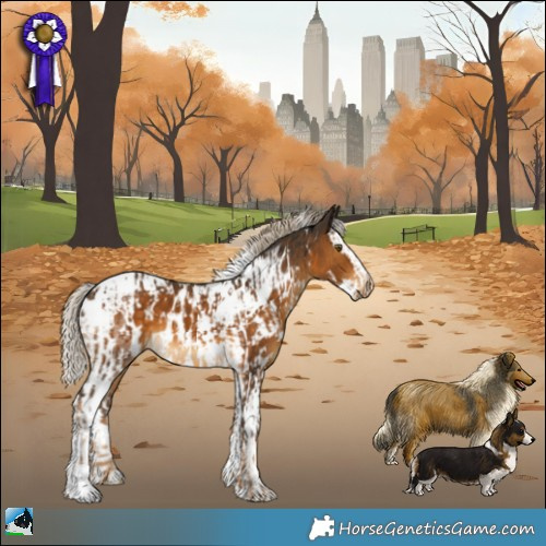 Horse Color:White Spotted Chocolate Palomino and White Spotted Chocolate Palomino Splash Tobiano Appaloosa