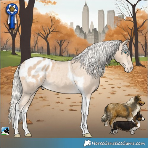Horse Color:Cremello Tobiano Appaloosa 