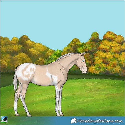 Horse Color:Cremello Tobiano Appaloosa 