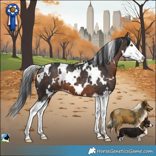Horse Color:White Spotted Brown Splash Appaloosa 