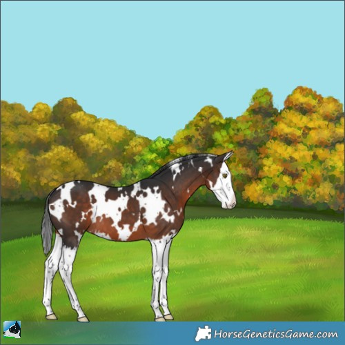 Horse Color:White Spotted Brown Splash Appaloosa 