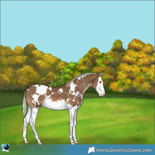 Horse Color:White Spotted Chocolate Palomino Splash