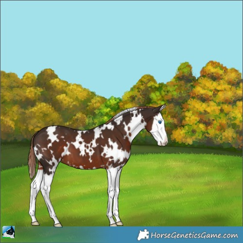 Horse Color:White Spotted Liver Chestnut Splash 