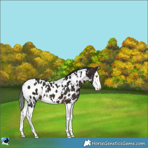 Horse Color:White Spotted Brown Splash Appaloosa
